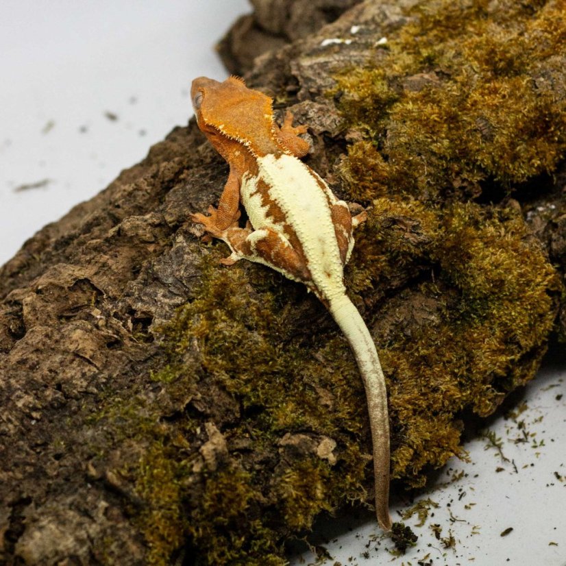FRAPPUCINO - Pagekón riasnatý - XP214 (Correlophus ciliatus, samička)