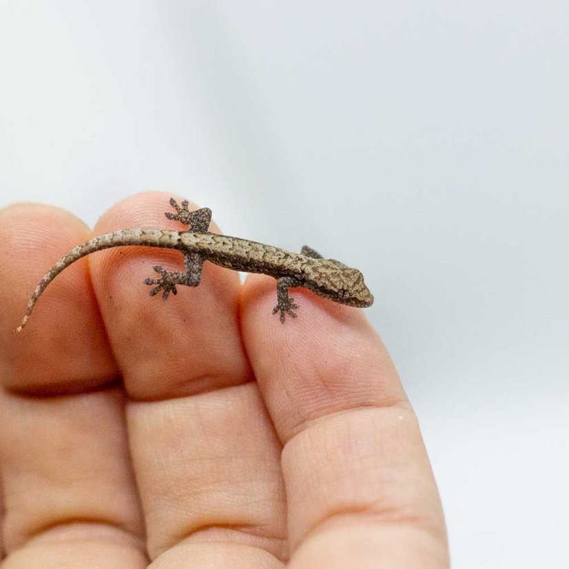 Skupina 5ks - Gekony panenské - P001 (Lepidodactylus lugubris)