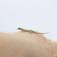 Skupina 5ks - Gekony panenské - P001 (Lepidodactylus lugubris)