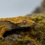 Pagekón riasnatý - XP247 (Correlophus ciliatus, samček)