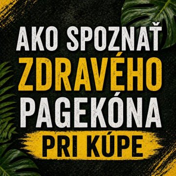Jak poznat zdravého pagekona při koupi