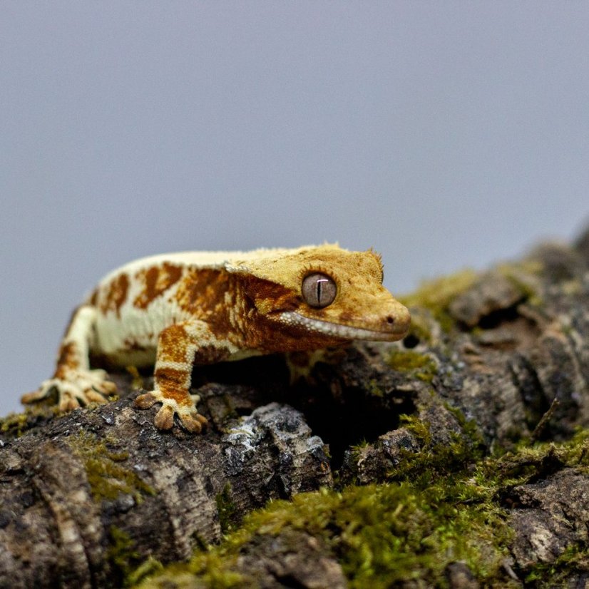 Pagekón riasnatý - XP117 (Correlophus ciliatus, samička)