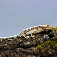 Pagekón riasnatý - XP099 (Correlophus ciliatus, samček)
