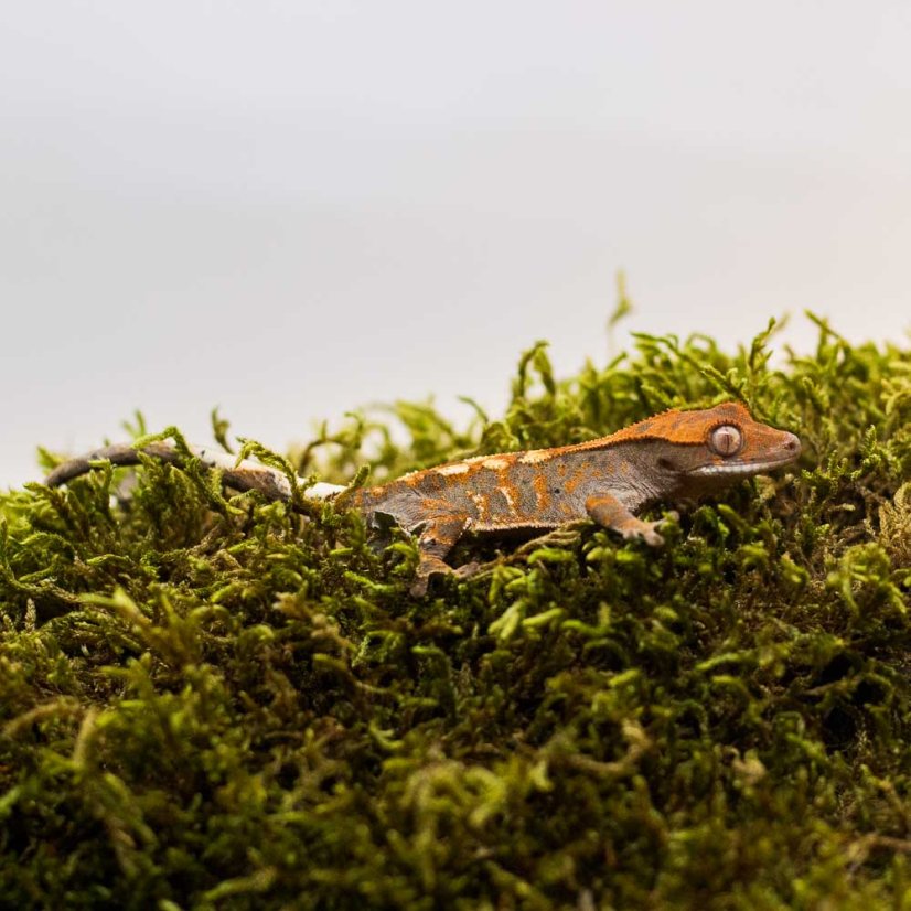 CAPPUCINO - Pagekón riasnatý - XP237 (Correlophus ciliatus, samička)
