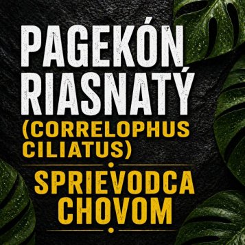 Pagekón riasnatý (Correlophus ciliatus) - sprievodca chovom