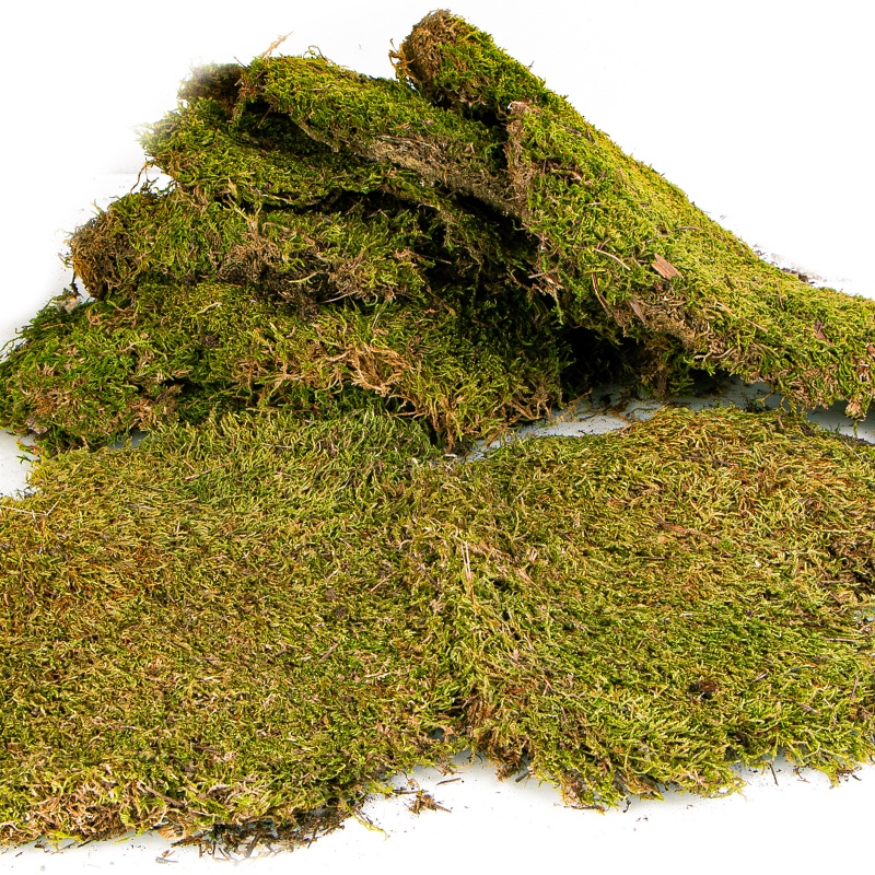 Přírodní mech 35×28 cm - Shadow Forest Moss