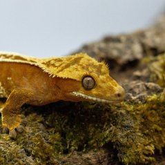 Pagekón riasnatý - XP240 (Correlophus ciliatus, samček)