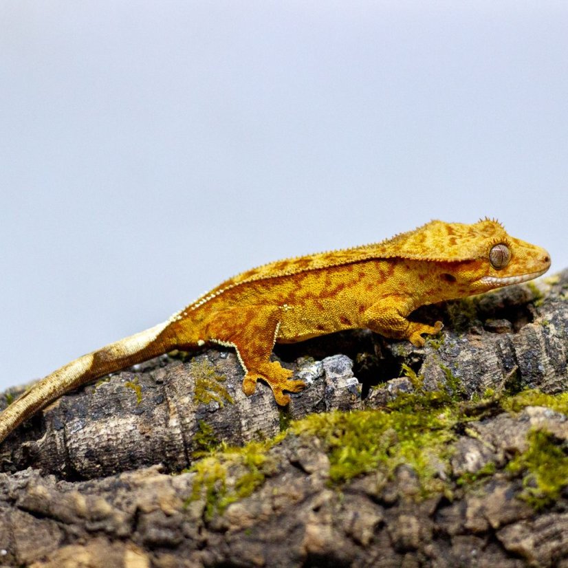 Pagekón riasnatý - XP112 (Correlophus ciliatus, samček)