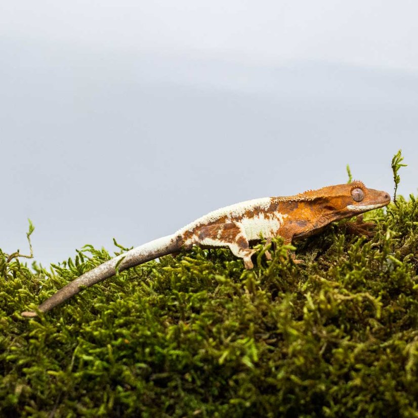 FRAPPUCINO - Pagekón riasnatý - XP214 (Correlophus ciliatus, samička)