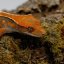 CAPPUCINO - Pagekón riasnatý - XP256 (Correlophus ciliatus, samička)