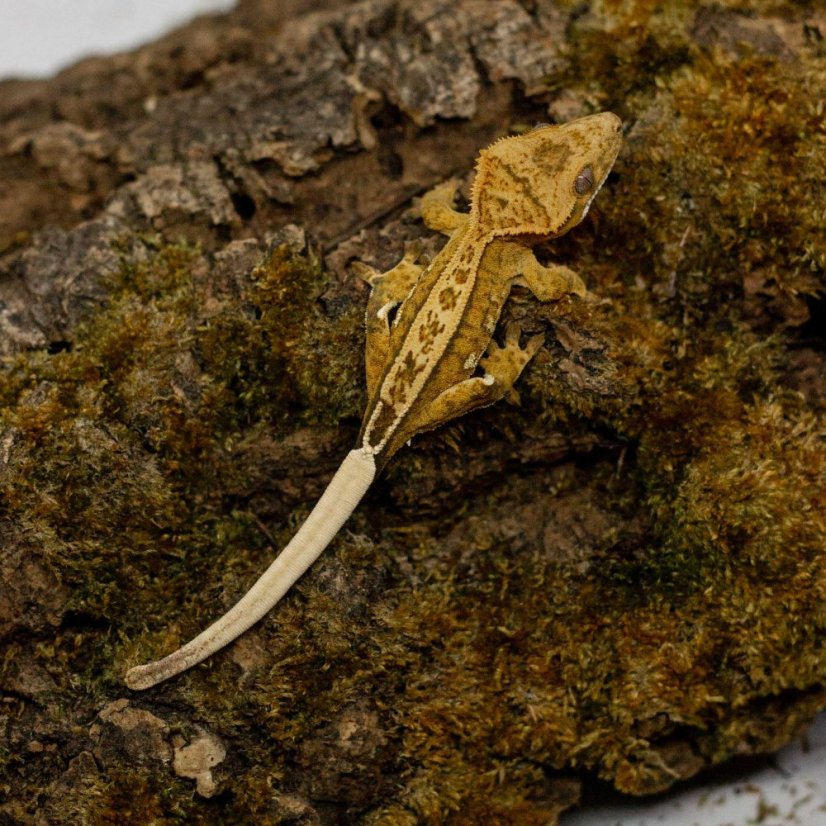 Pagekón řasnatý - XP265 (Correlophus ciliatus, samec)