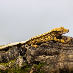Pagekón riasnatý - XP093 (Correlophus ciliatus, samček)