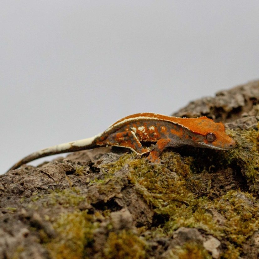 CAPPUCINO - Pagekón riasnatý - XP256 (Correlophus ciliatus, samička)
