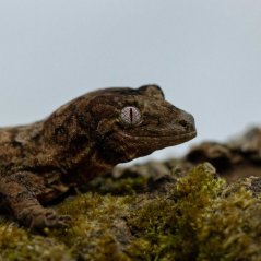 Pagekon machový/lišajníkovitý - M004 (Mniarogekko chahoua, samička)