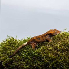 CAPPUCINO - Pagekón řasnatý - XP213 (Correlophus ciliatus, samička)
