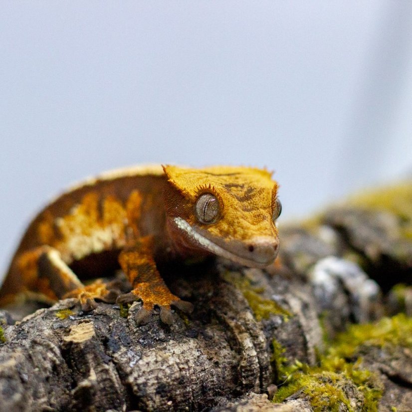 Pagekón riasnatý - XP113 (Correlophus ciliatus, samček)