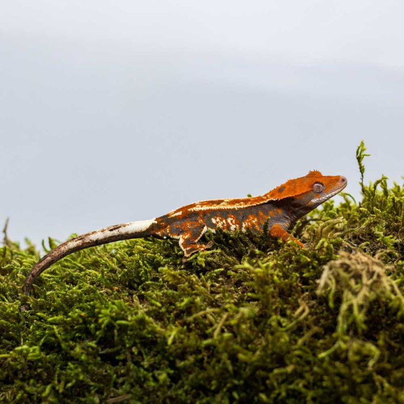 CAPPUCINO - Pagekón riasnatý - XP229 (Correlophus ciliatus, samička)