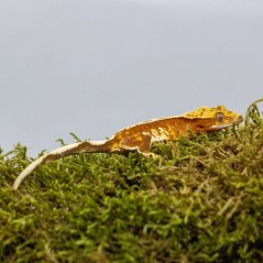 Pagekon řasnatý - XP233 (Correlophus ciliatus, samička)
