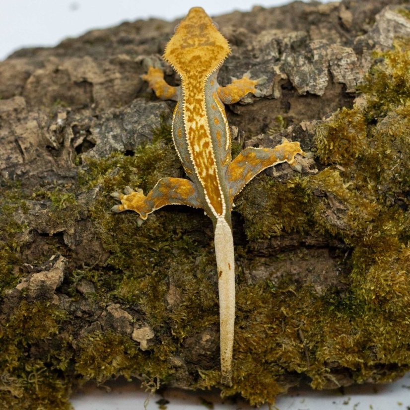 Pagekón riasnatý - XP247 (Correlophus ciliatus, samček)