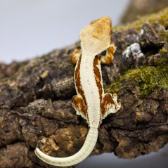 Pagekón riasnatý - XP075 (Correlophus ciliatus, samička)