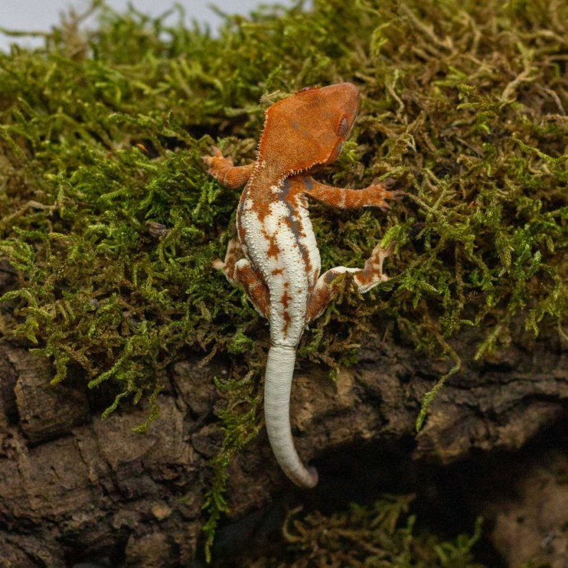 FRAPPUCINO - Pagekón riasnatý - XP243 (Correlophus ciliatus, samček)