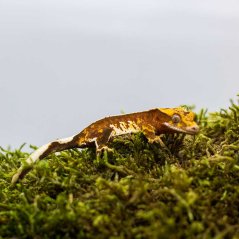 Pagekon řasnatý - XP233 (Correlophus ciliatus, samička)