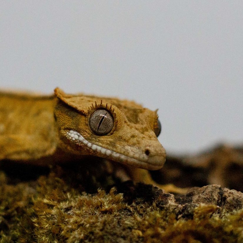 Pagekón řasnatý - XP265 (Correlophus ciliatus, samec)