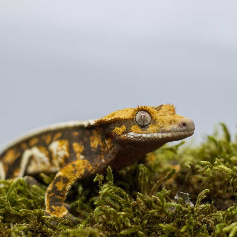 Pagekón riasnatý - XP206 (Correlophus ciliatus, samička)