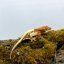 FRAPPUCINO - Pagekón řasnatý - XP214 (Correlophus ciliatus, samička)