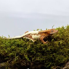 FRAPPUCINO - Pagekón řasnatý - XP214 (Correlophus ciliatus, samička)