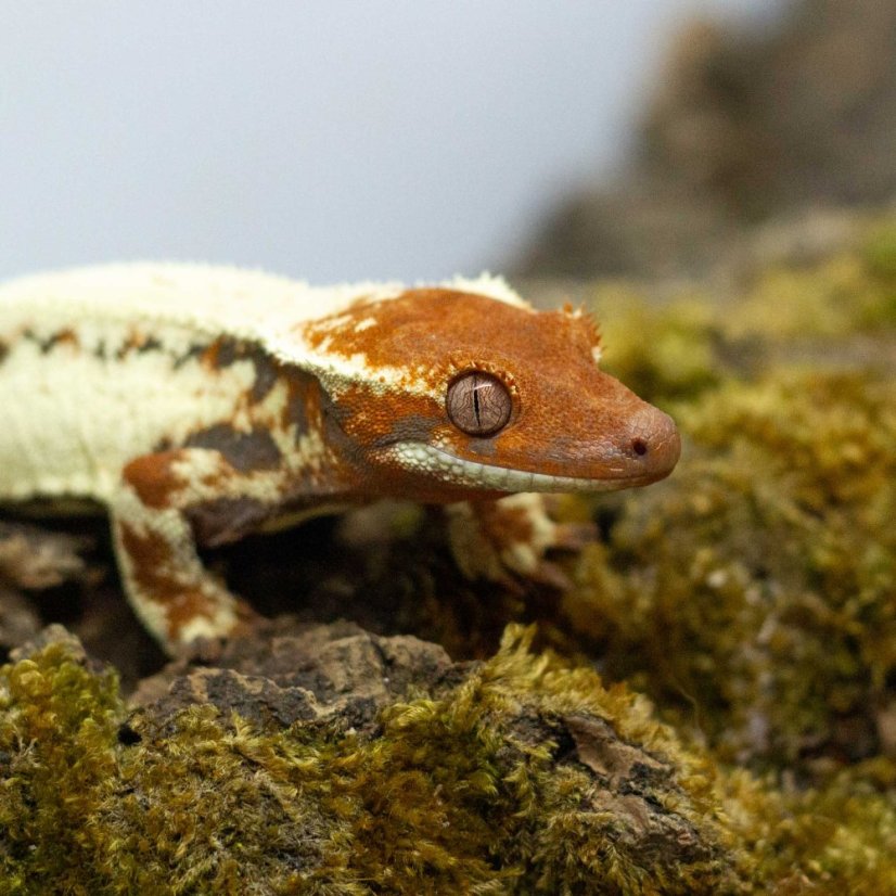 FRAPPUCINO - Pagekón řasnatý - XP239 (Correlophus ciliatus, samička)
