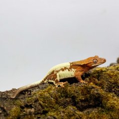 FRAPPUCINO - Pagekón řasnatý - XP214 (Correlophus ciliatus, samička)