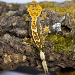Pagekón riasnatý - XP124 (Correlophus ciliatus, samička)