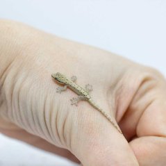Skupina 5ks - Gekony panenské - P001 (Lepidodactylus lugubris)