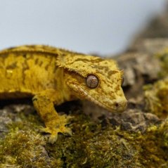 Pagekón riasnatý - XP235 (Correlophus ciliatus, samček)