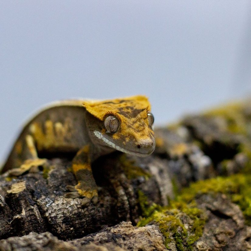 Pagekón riasnatý - XP124 (Correlophus ciliatus, samička)