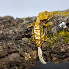 Pagekón riasnatý - XP123 (Correlophus ciliatus, samček)