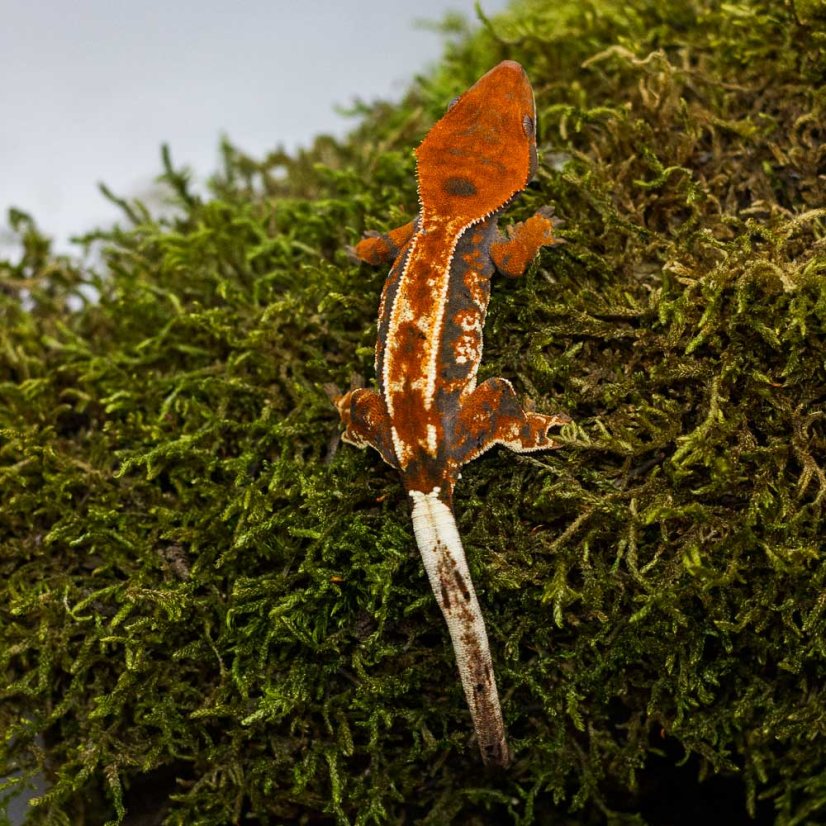 CAPPUCINO - Pagekón riasnatý - XP229 (Correlophus ciliatus, samička)