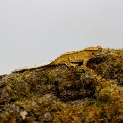 Pagekón řasnatý - XP265 (Correlophus ciliatus, samec)