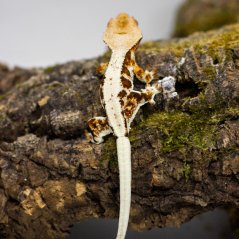 Pagekón riasnatý - XP101 (Correlophus ciliatus, samček)