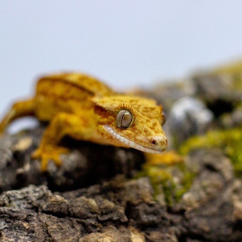 Pagekón riasnatý - XP112 (Correlophus ciliatus, samček)