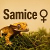 ♀Samice