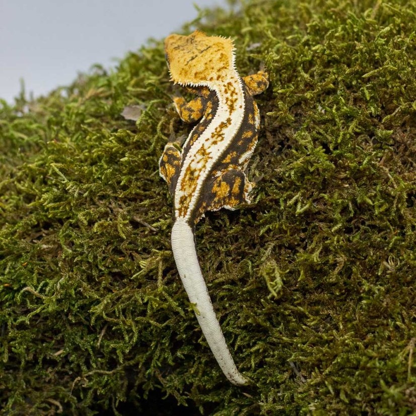 Pagekón riasnatý - XP206 (Correlophus ciliatus, samička)