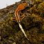 CAPPUCINO - Pagekón riasnatý - XP256 (Correlophus ciliatus, samička)