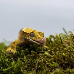 Pagekón řasnatý - XP224 (Correlophus ciliatus, samička)
