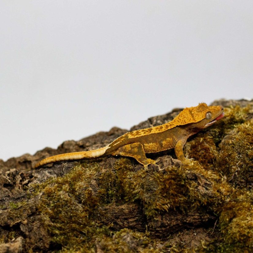 Pagekón riasnatý - XP252 (Correlophus ciliatus, samička)