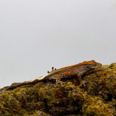 CAPPUCINO - Pagekón řasnatý - XP257 (Correlophus ciliatus, samec)