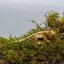 Pagekon řasnatý - XP244 (Correlophus ciliatus, sameček)