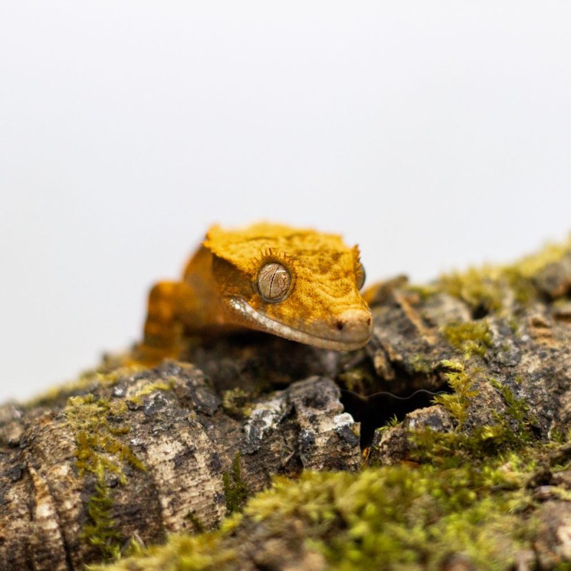 Pagekón riasnatý - XP085 (Correlophus ciliatus, samček)
