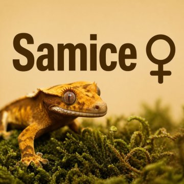 ♀Samice - ❤️ Samička